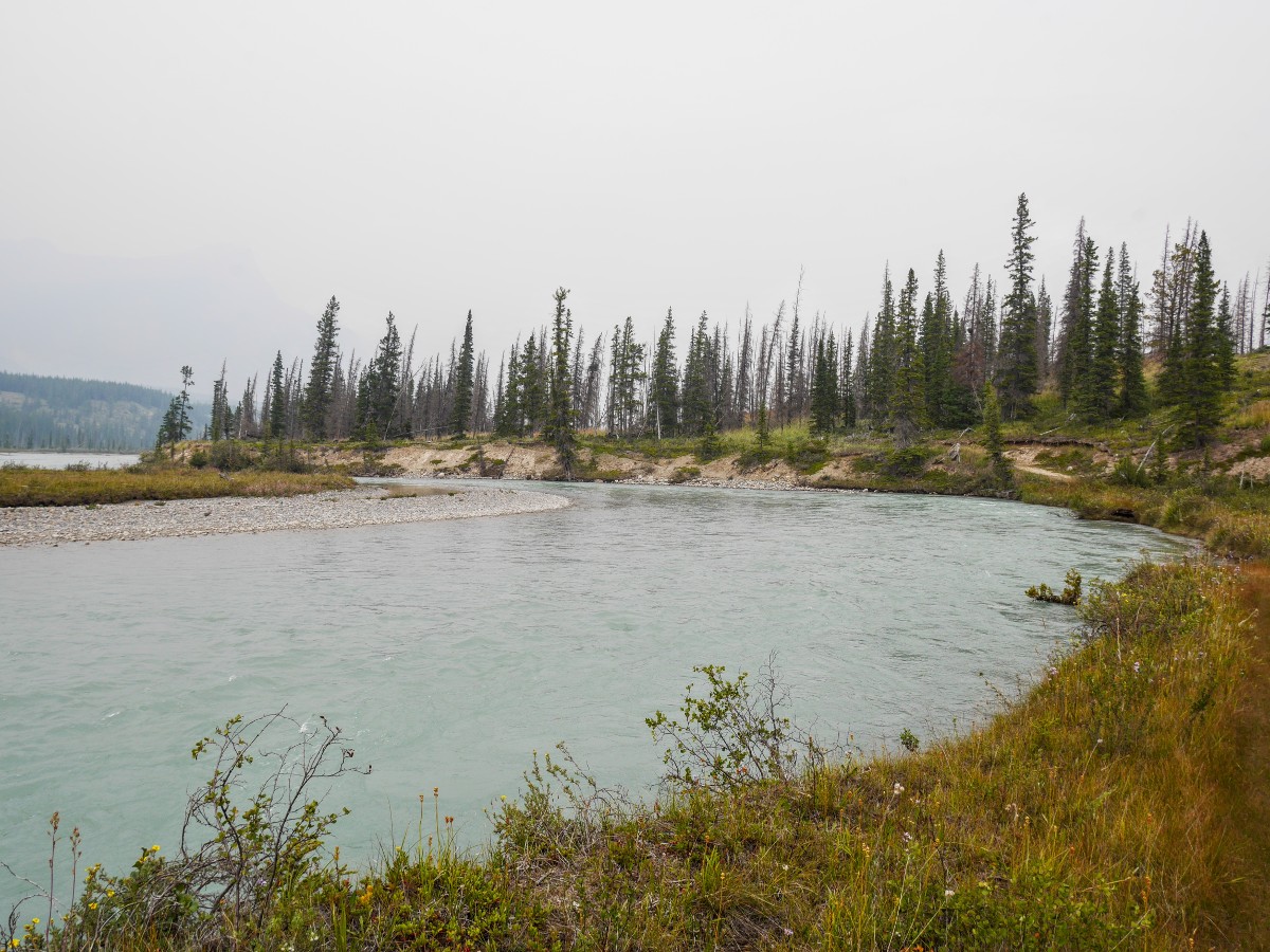 North Saskatchewan River on the Warden Lake Hike from the Icefields Parkway near Banff National Park