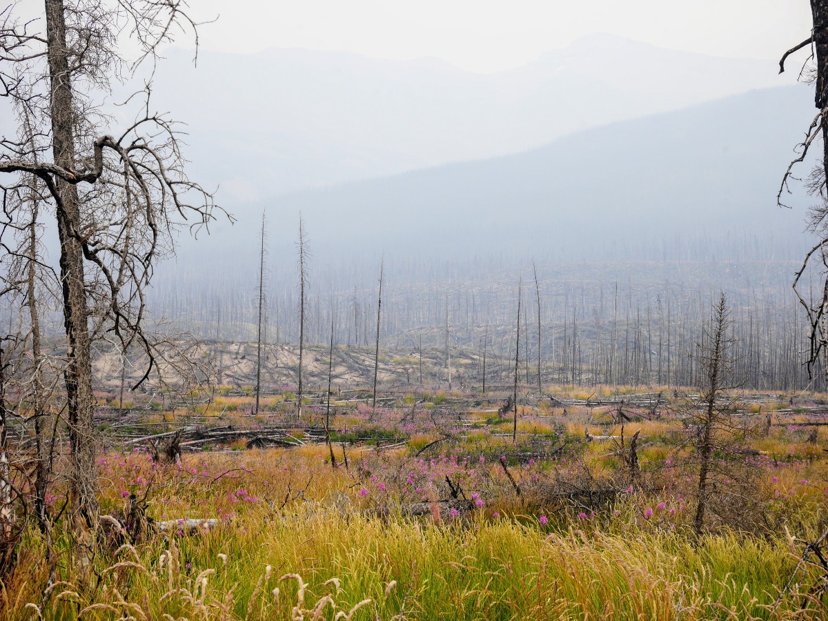 Fireweed growing in the burned area with smokey skies on the Warden Lake Hike from the Icefields Parkway near Banff National Park