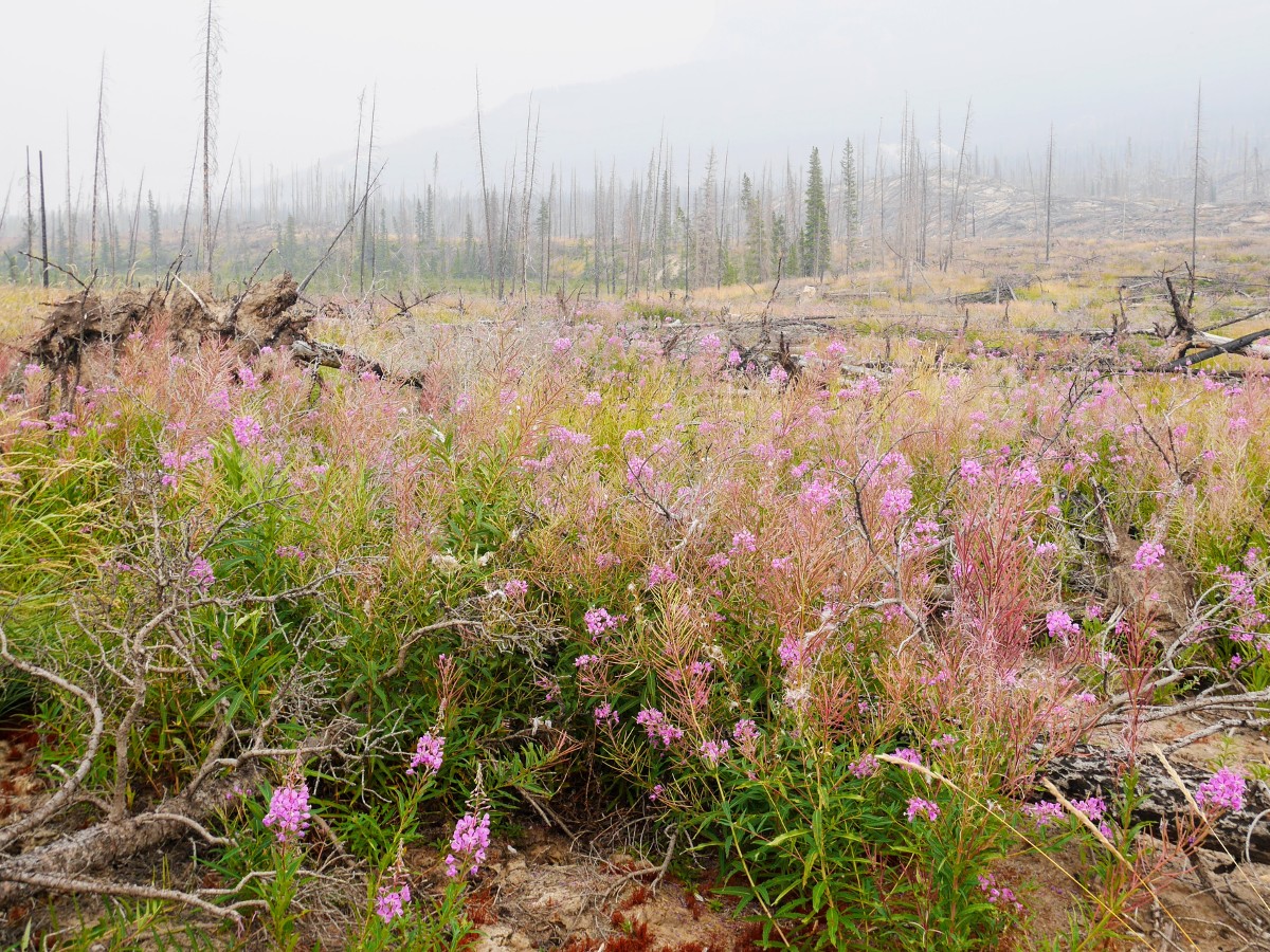 Fireweed on the Warden Lake Hike from the Icefields Parkway near Banff National Park