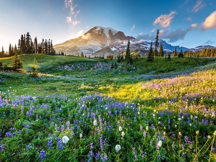 Mount Rainier National Park is one of the best hiking regions in Washington