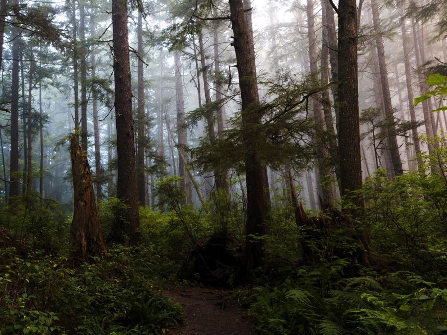 Hiking in beautiful forests at Olympic Peninsula