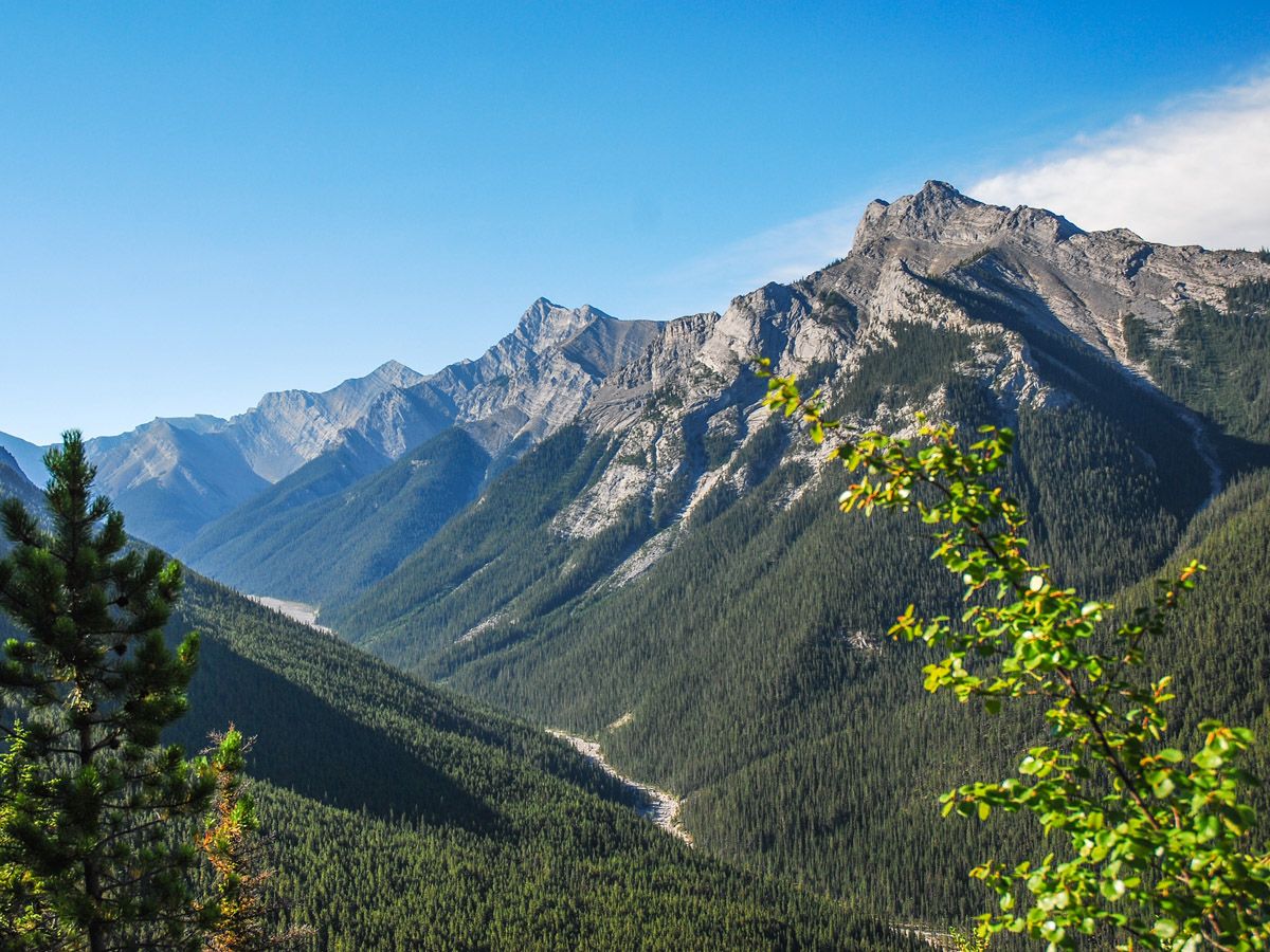 Forest views on the Wasootch Ridge Hike in Kananaskis, near Canmore