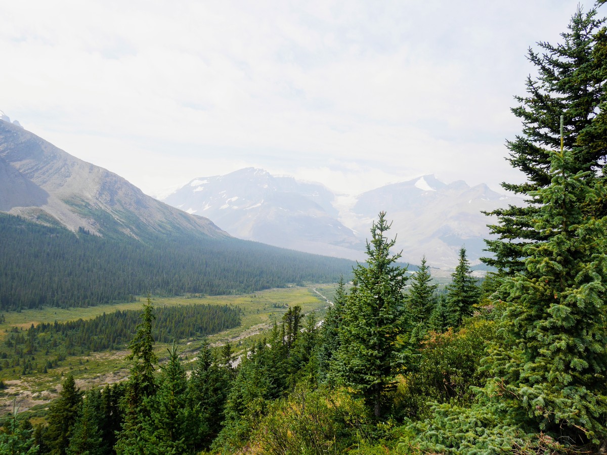 View over Sunwapta Valley on the Wilcox Pass Hike from the Icefields Parkway near Banff National Park