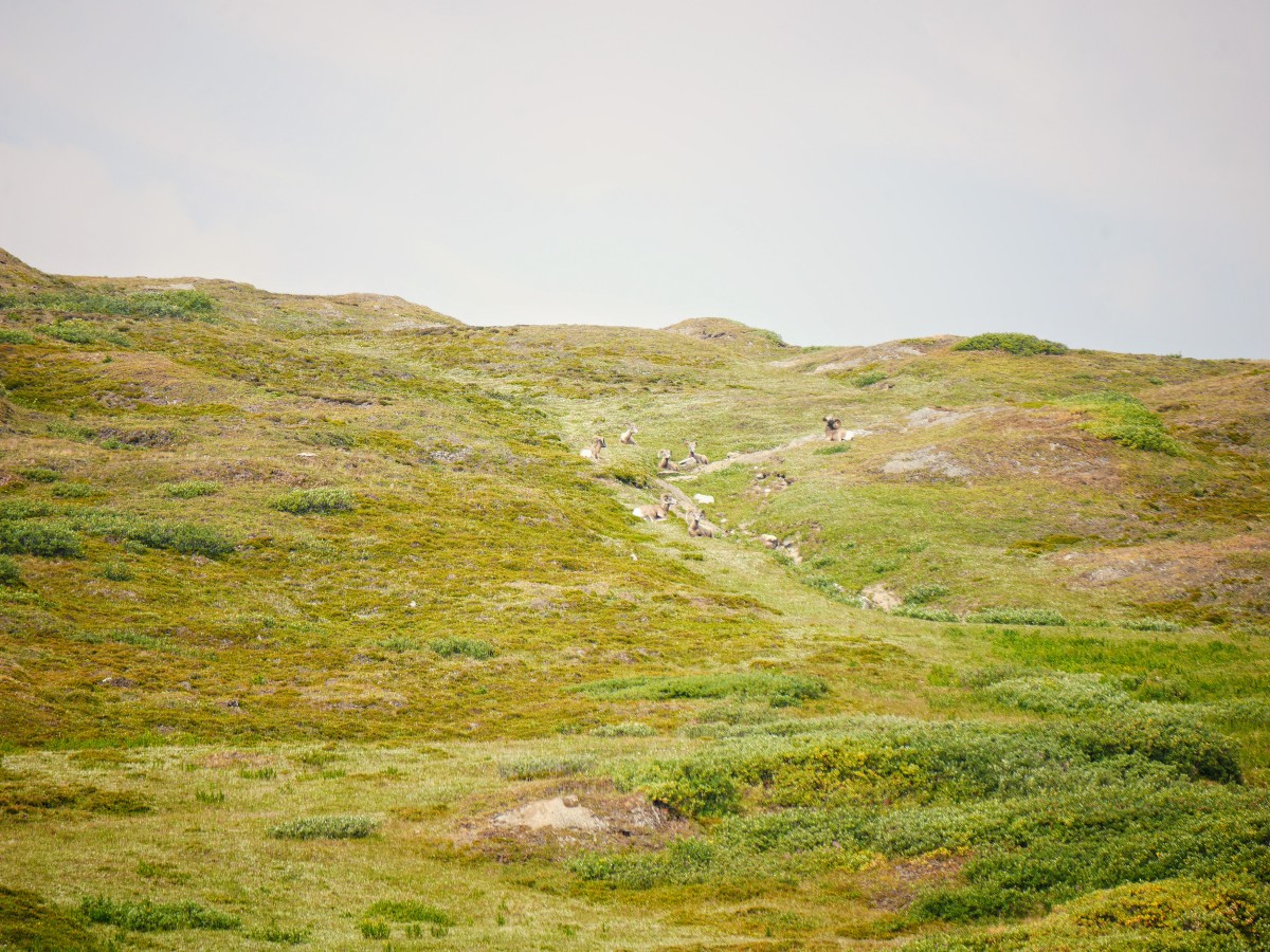 Bighorn sheep relaxing in the meadow on the Wilcox Pass Hike from the Icefields Parkway near Banff National Park