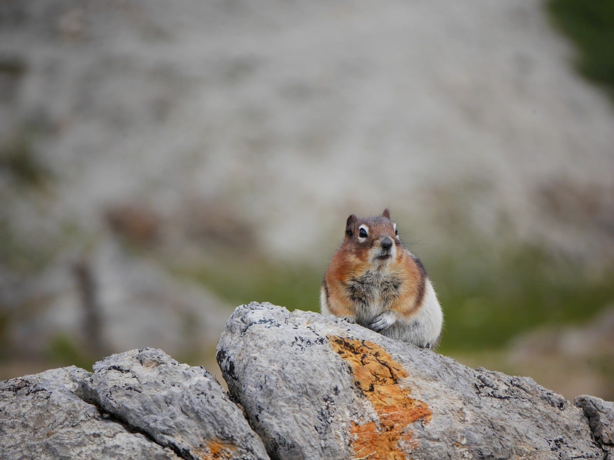 Golden mantled ground squirrel on the ridge on the Wilcox Pass Hike from the Icefields Parkway near Banff National Park