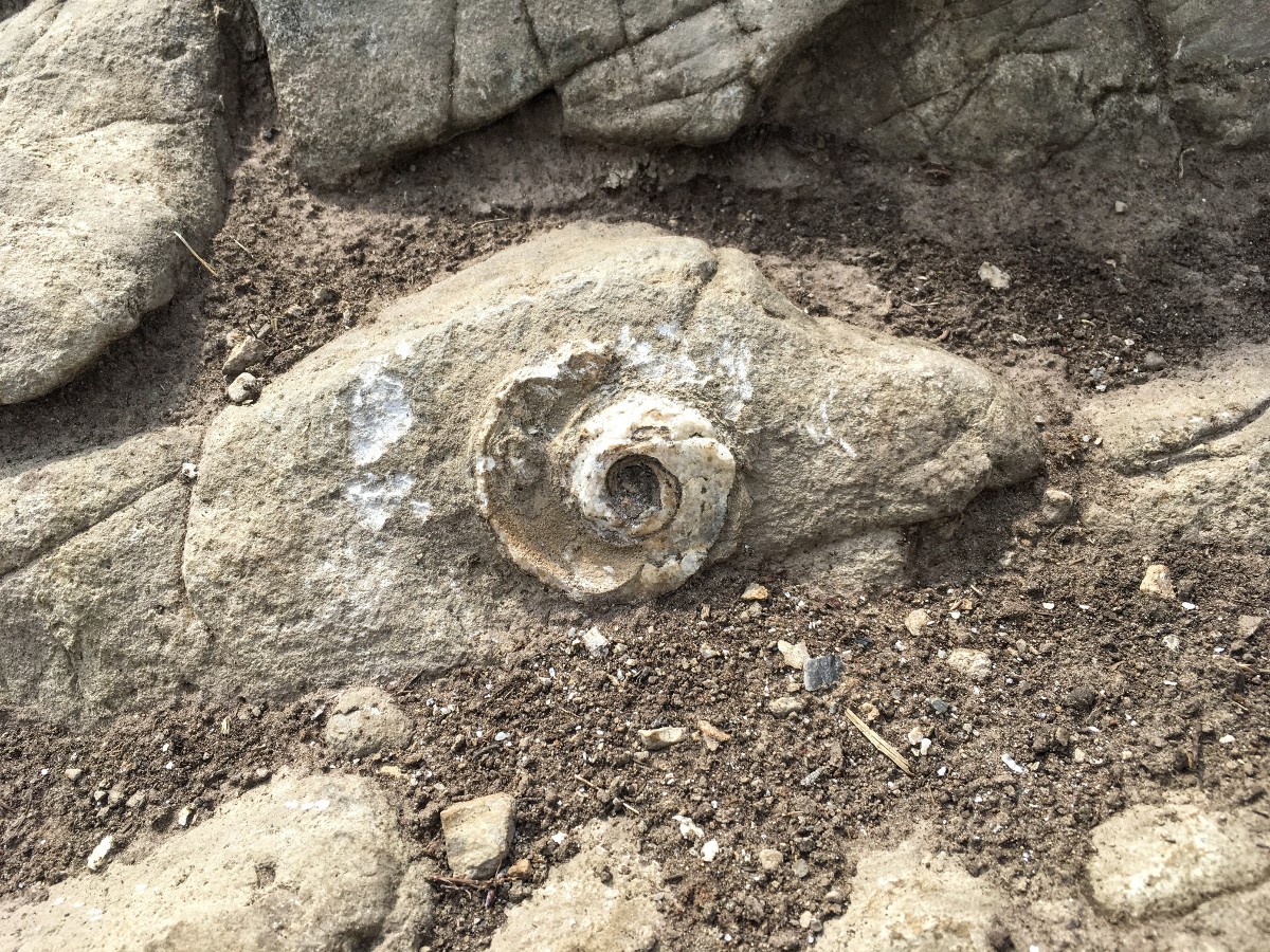 Fossil of shell on the Wilcox Pass Hike from the Icefields Parkway near Banff National Park