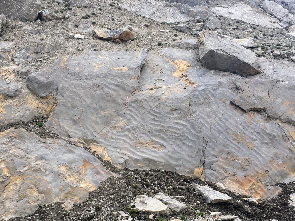 Rock ripples on the Wilcox Pass Hike from the Icefields Parkway near Banff National Park