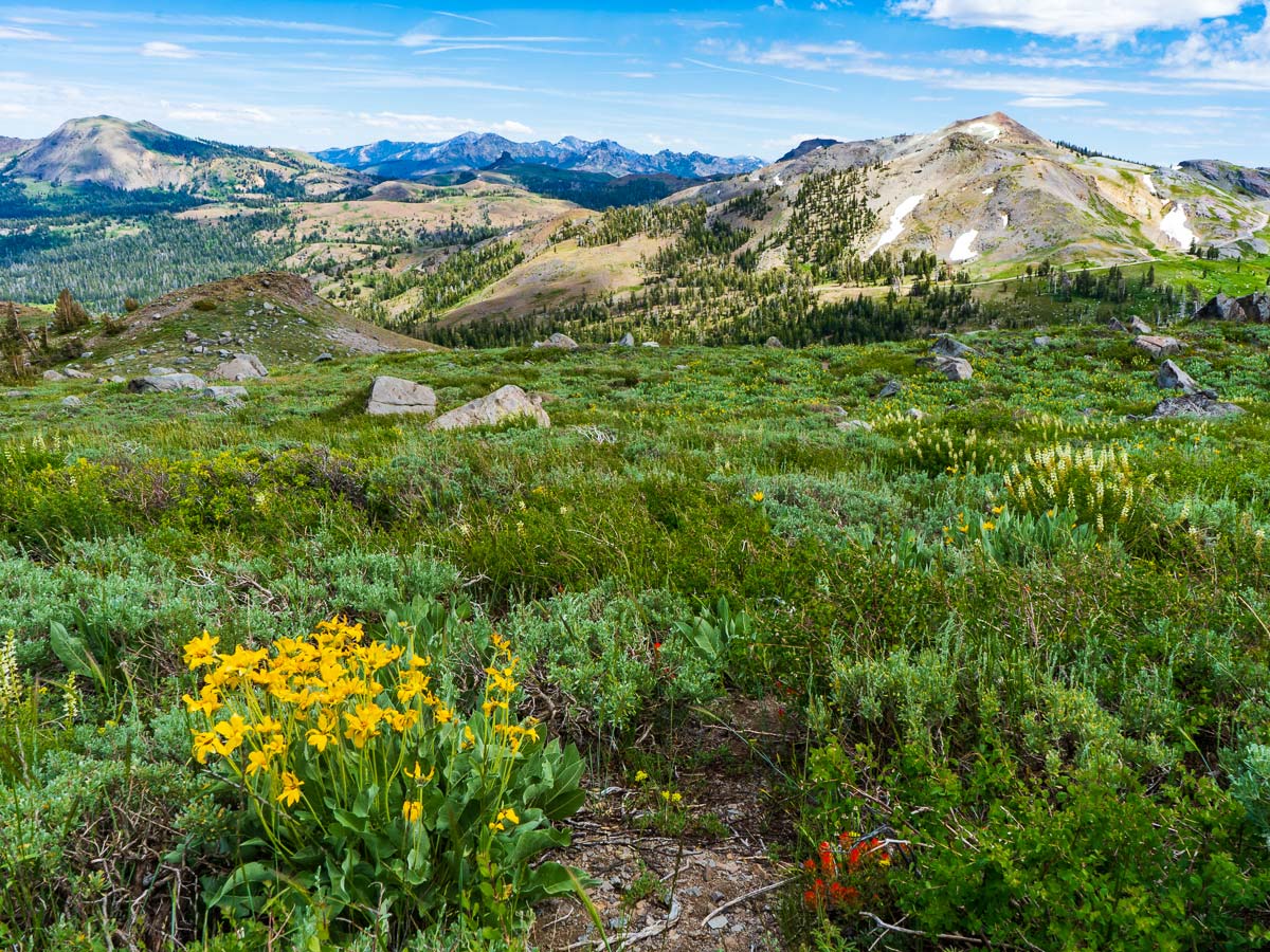Wildflowers and distant peaks on the Pacific Crest Trail