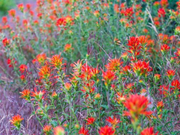 Red wildflowers on the Pacific Crest Trail