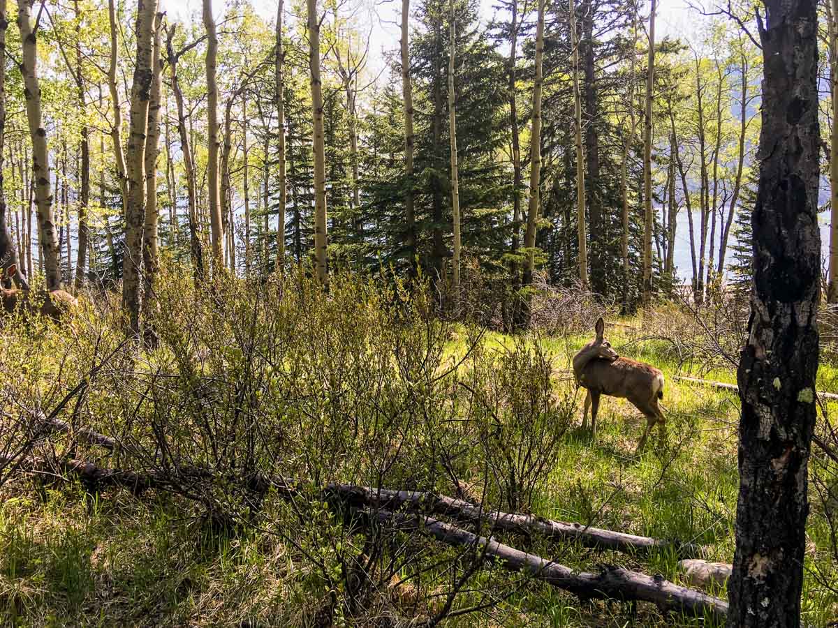 Deer on Lake Minnewanka backpacking trail in Banff National Park