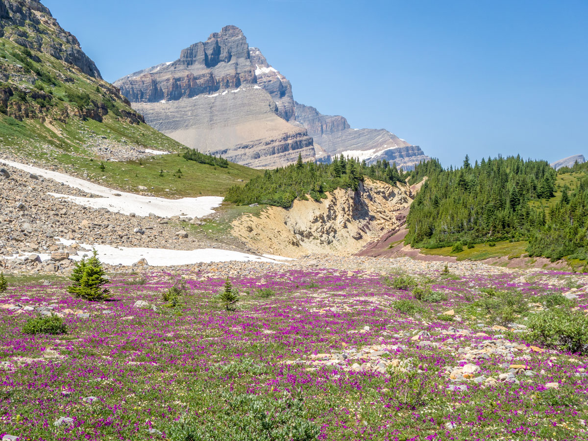 Wildflowers in the meadows on the Onion scramble in Banff National Park