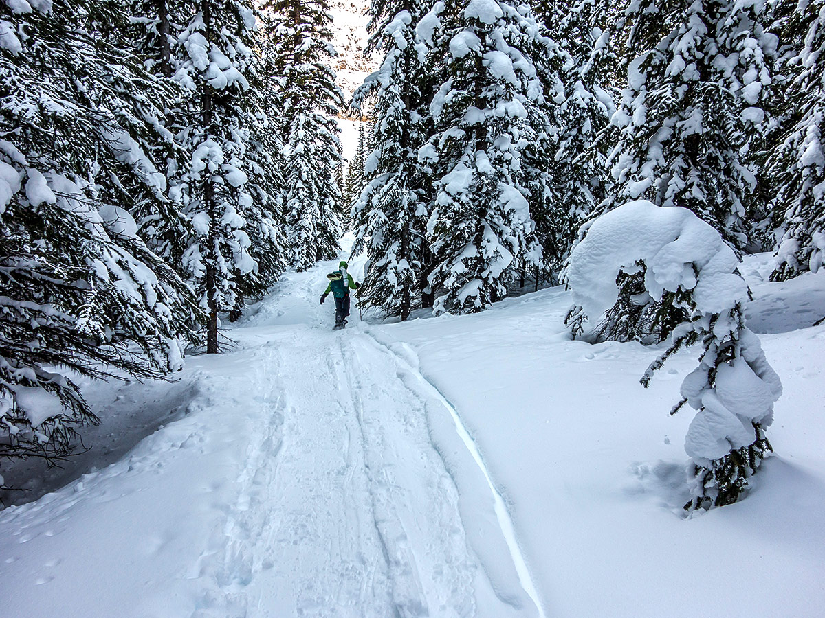 Among the trees on Crystal Ridge snowshoe trail Banff National Park