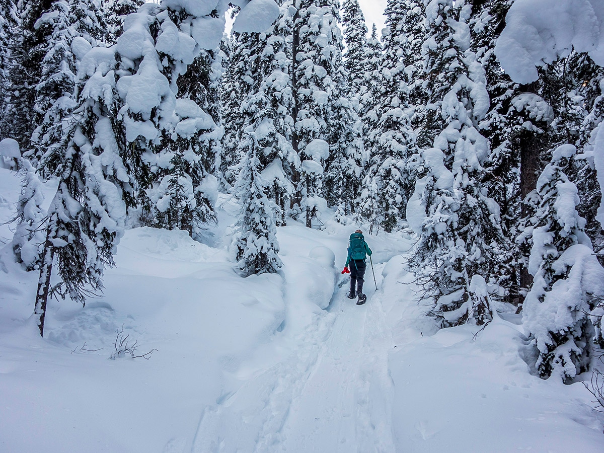 Winter views of the Healy Pass snowshoe trail Banff National Park