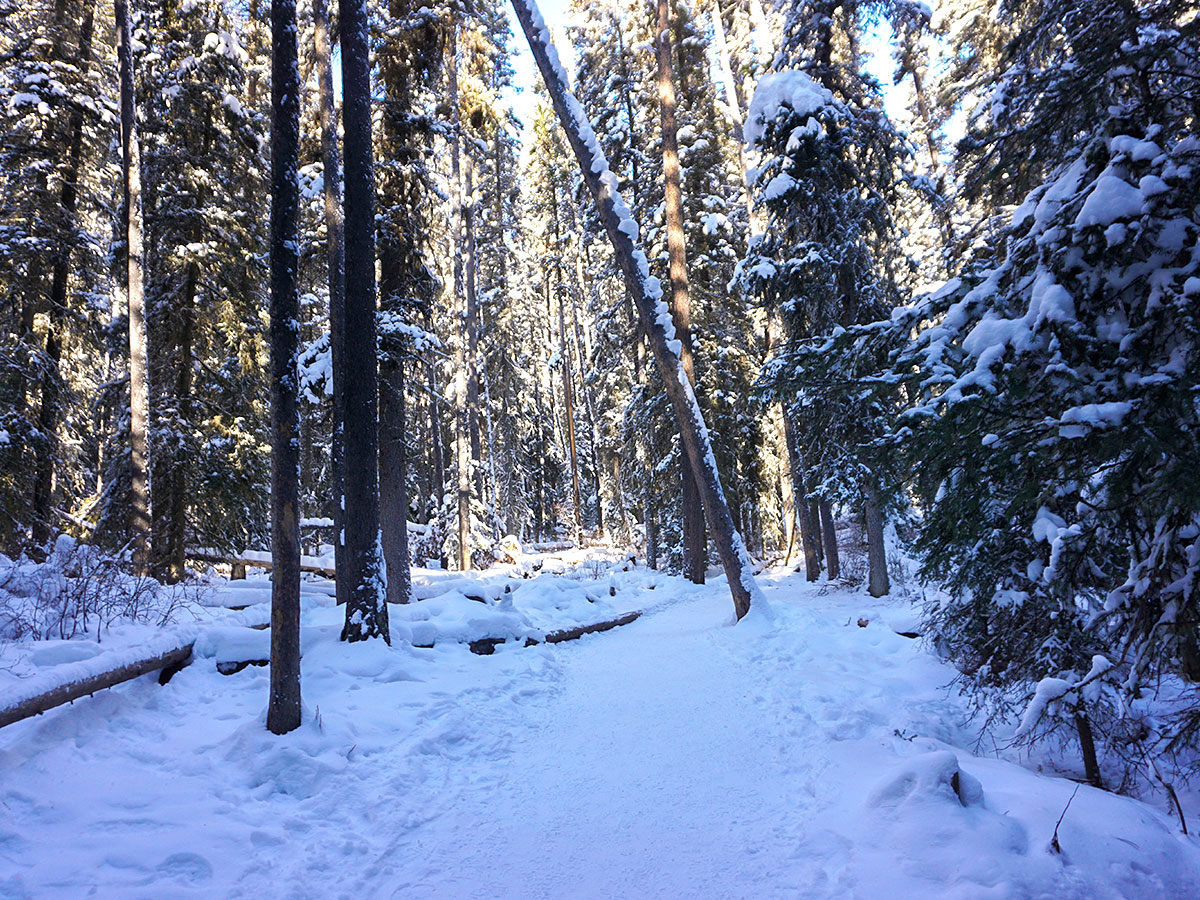 Path through the forest on Johnston Canyon snowshoe trail in Banff National Park