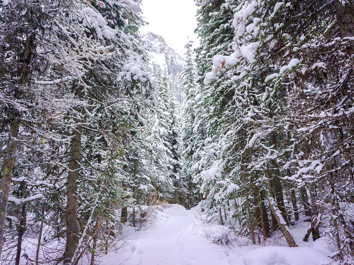 Path among the trees on Paradise Valley snowshoe trail near Lake Louise in Banff National Park