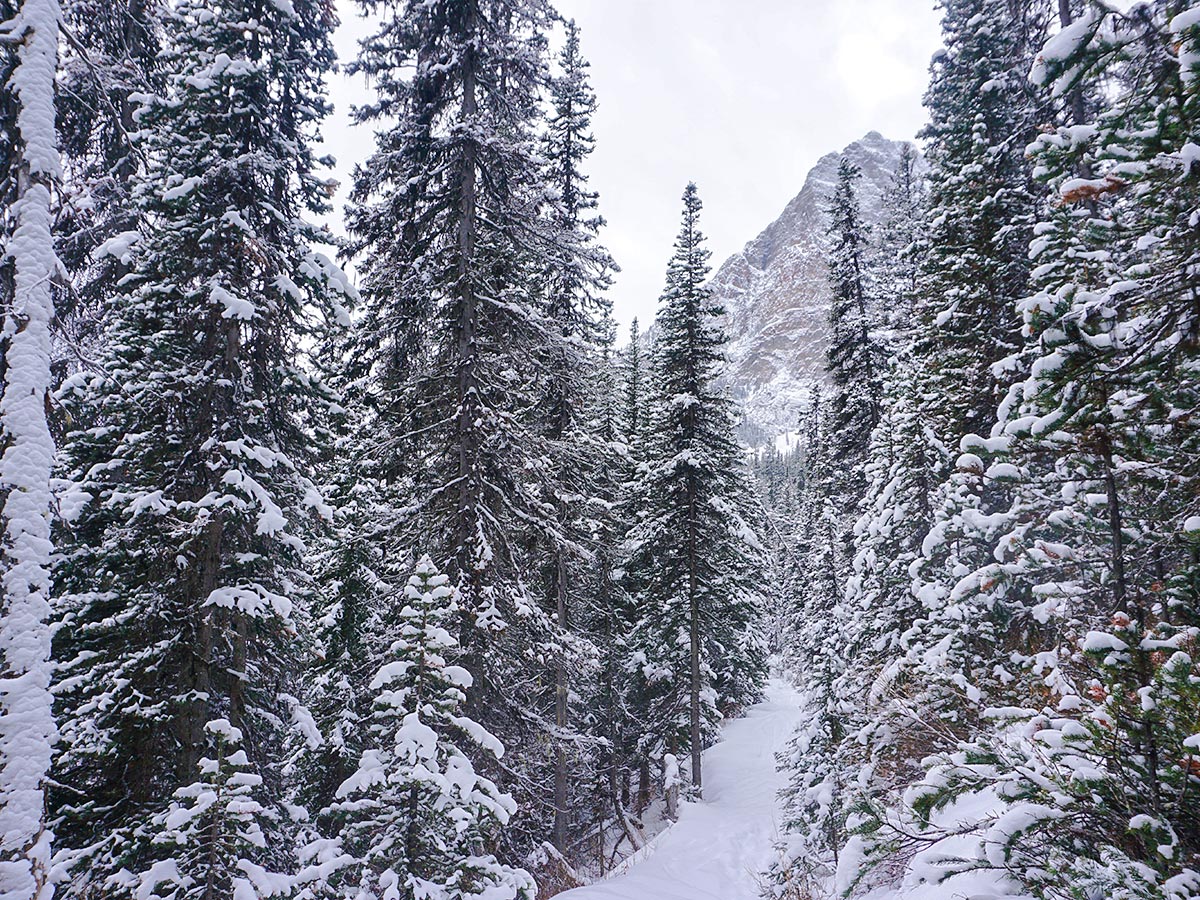 Approaching the valley on Paradise Valley snowshoe trail near Lake Louise in Banff National Park