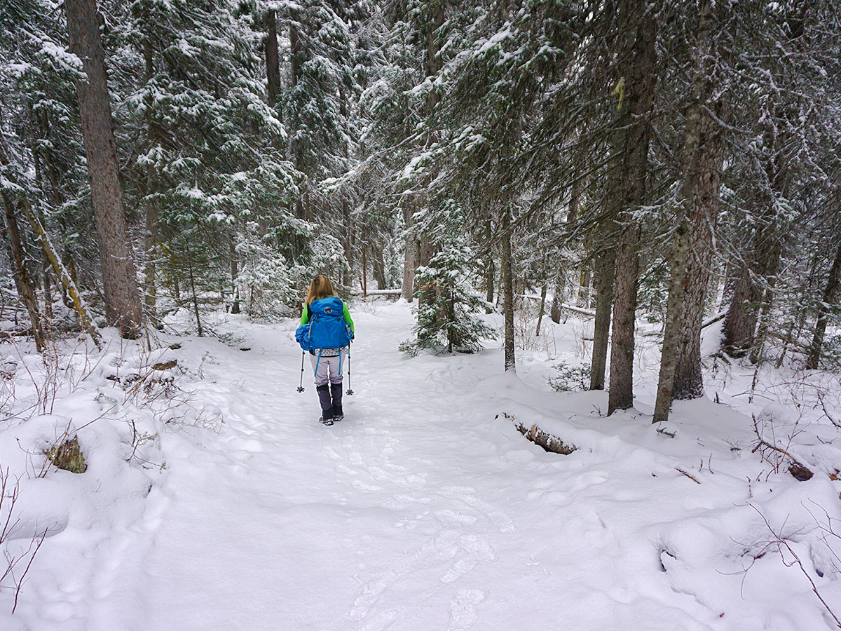 Path through the forest on Paradise Valley snowshoe trail near Lake Louise in Banff National Park