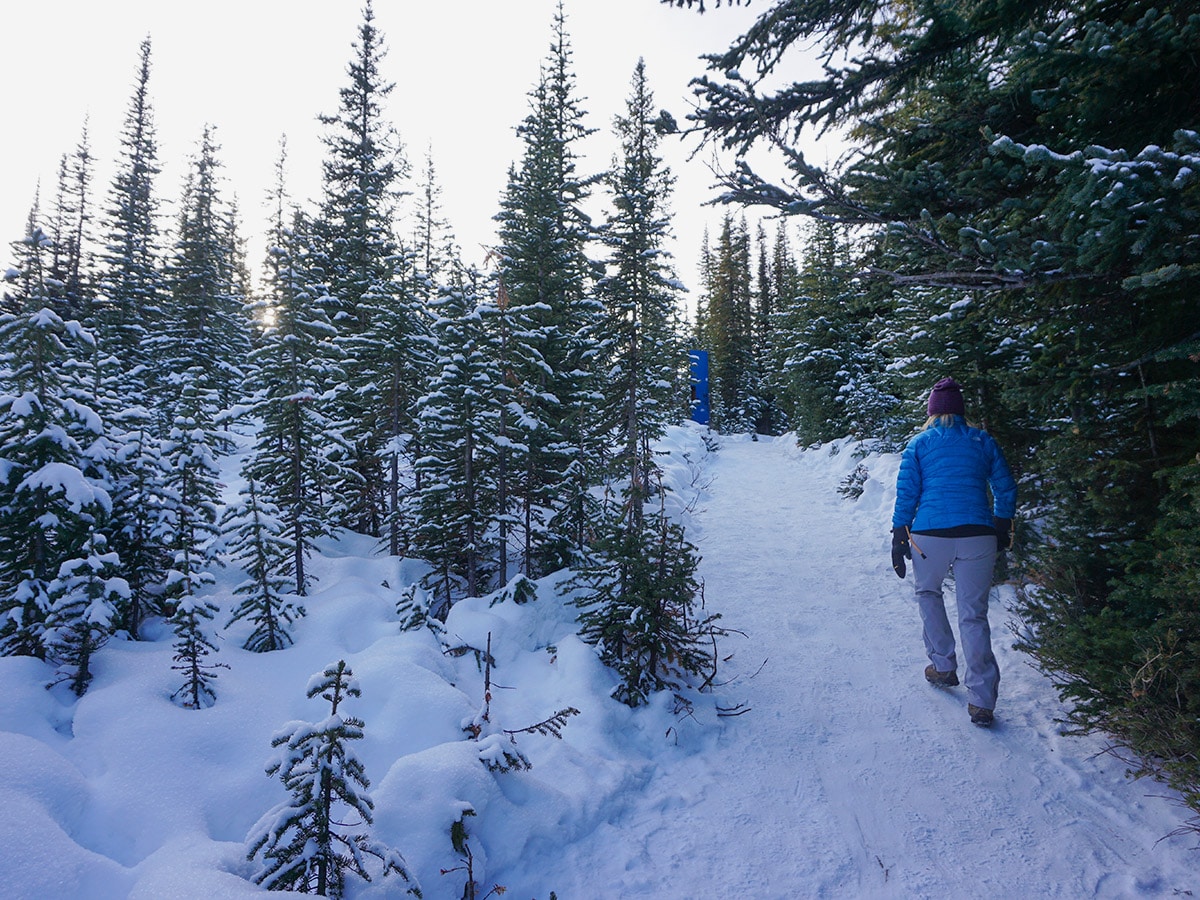 Path through the forest on Peyto Lake Viewpoint snowshoe trail in Banff National Park