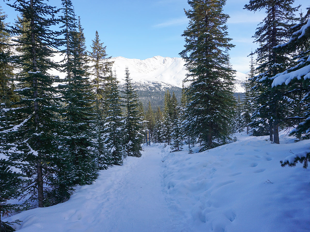 Views from Peyto Lake Viewpoint snowshoe trail in Banff National Park