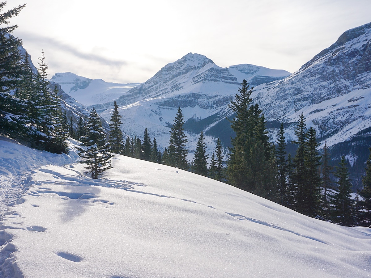 Snowy mountains along Peyto Lake Viewpoint snowshoe trail in Banff National Park