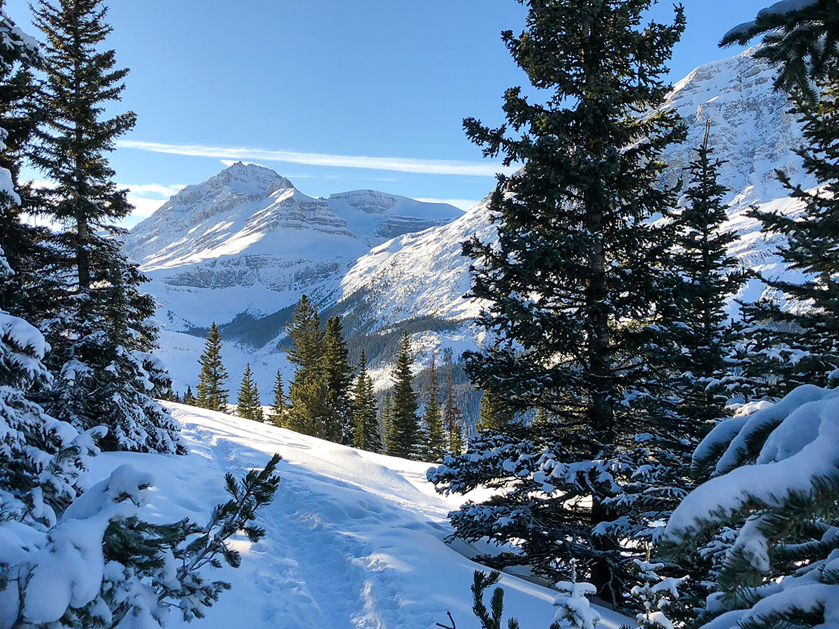 Winter paradise on Peyto Lake Viewpoint snowshoe trail in Banff National Park