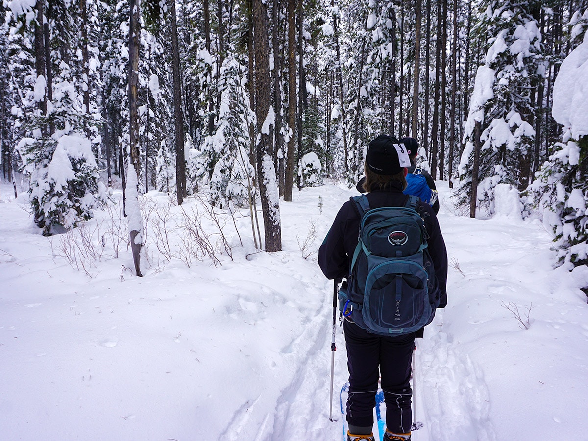 Trail upon Taylor Lake and Panorama Meadows snowshoe trail in Banff National Park