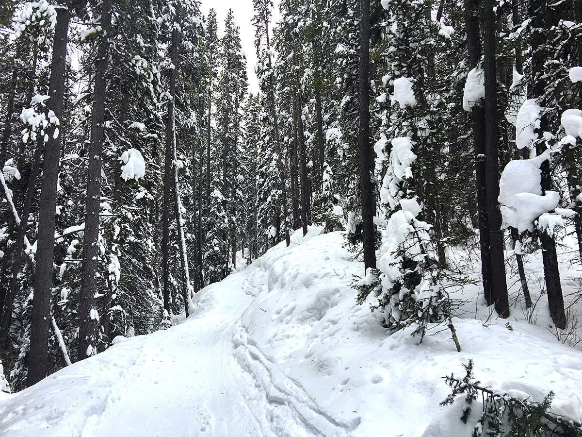 Route among trees on Taylor Lake and Panorama Meadows snowshoe trail in Banff National Park