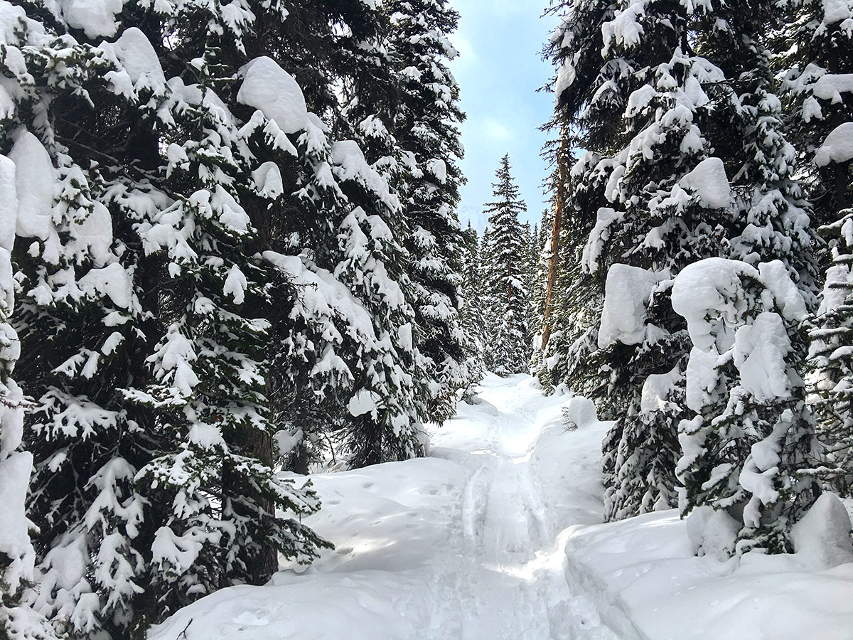 Path through the woods on Taylor Lake and Panorama Meadows snowshoe trail in Banff National Park