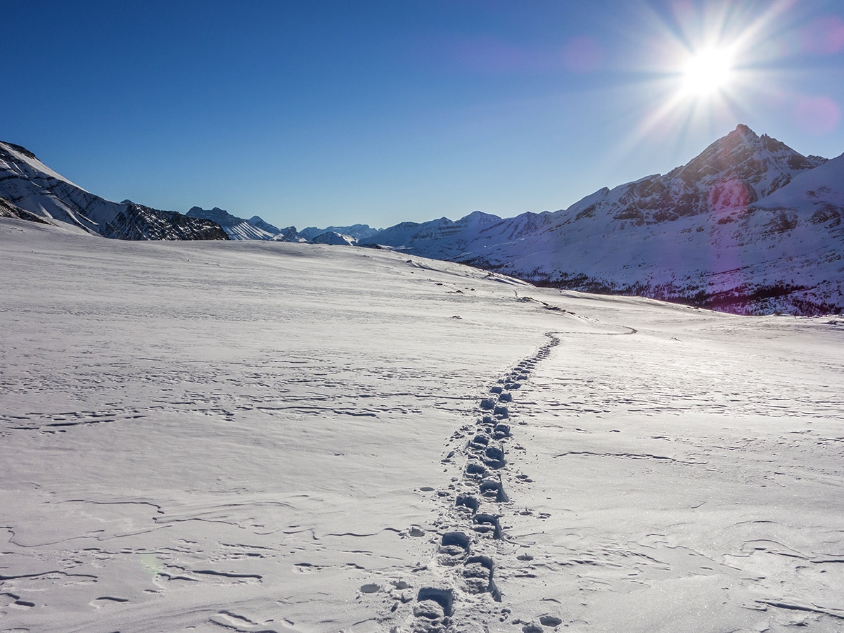 Looking back on Wilcox Pass snowshoe trail Banff National Park