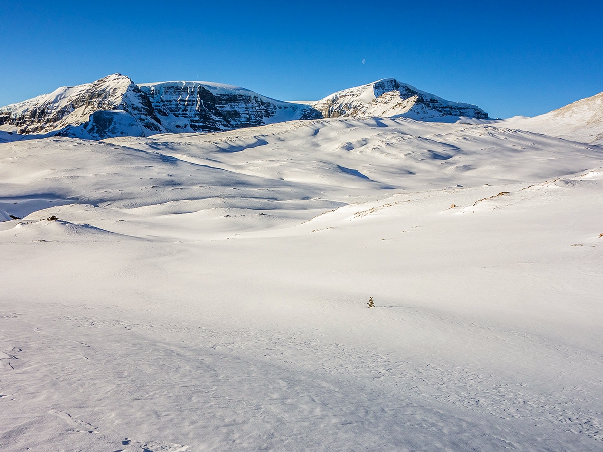 Winter paradise on Wilcox Pass snowshoe trail Banff National Park