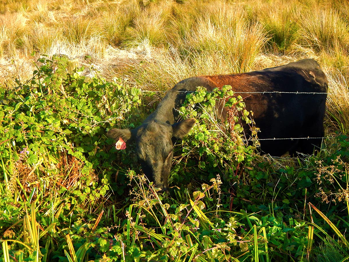 Cow grazing through the fence on Abbotts Lagoon hike in North Bay of San Francisco, California