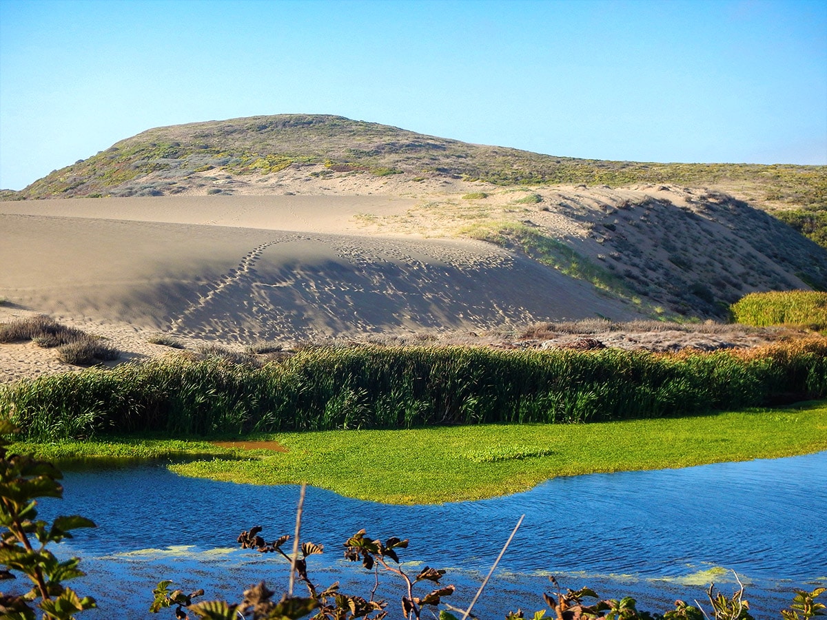 Sand dunes on Abbotts Lagoon hike in North Bay of San Francisco, California