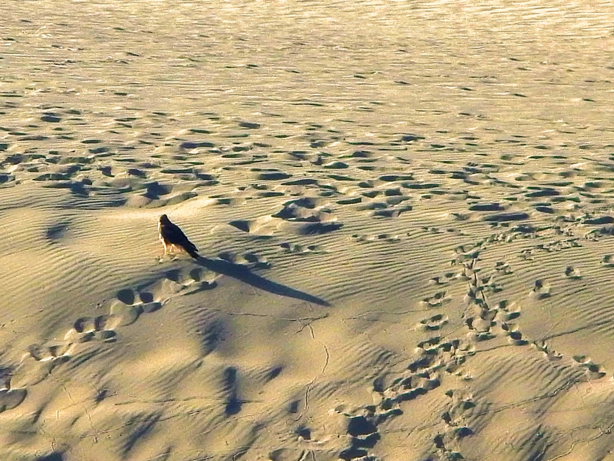 Hawk hunting over Abbotts Lagoon hike in North Bay of San Francisco, California