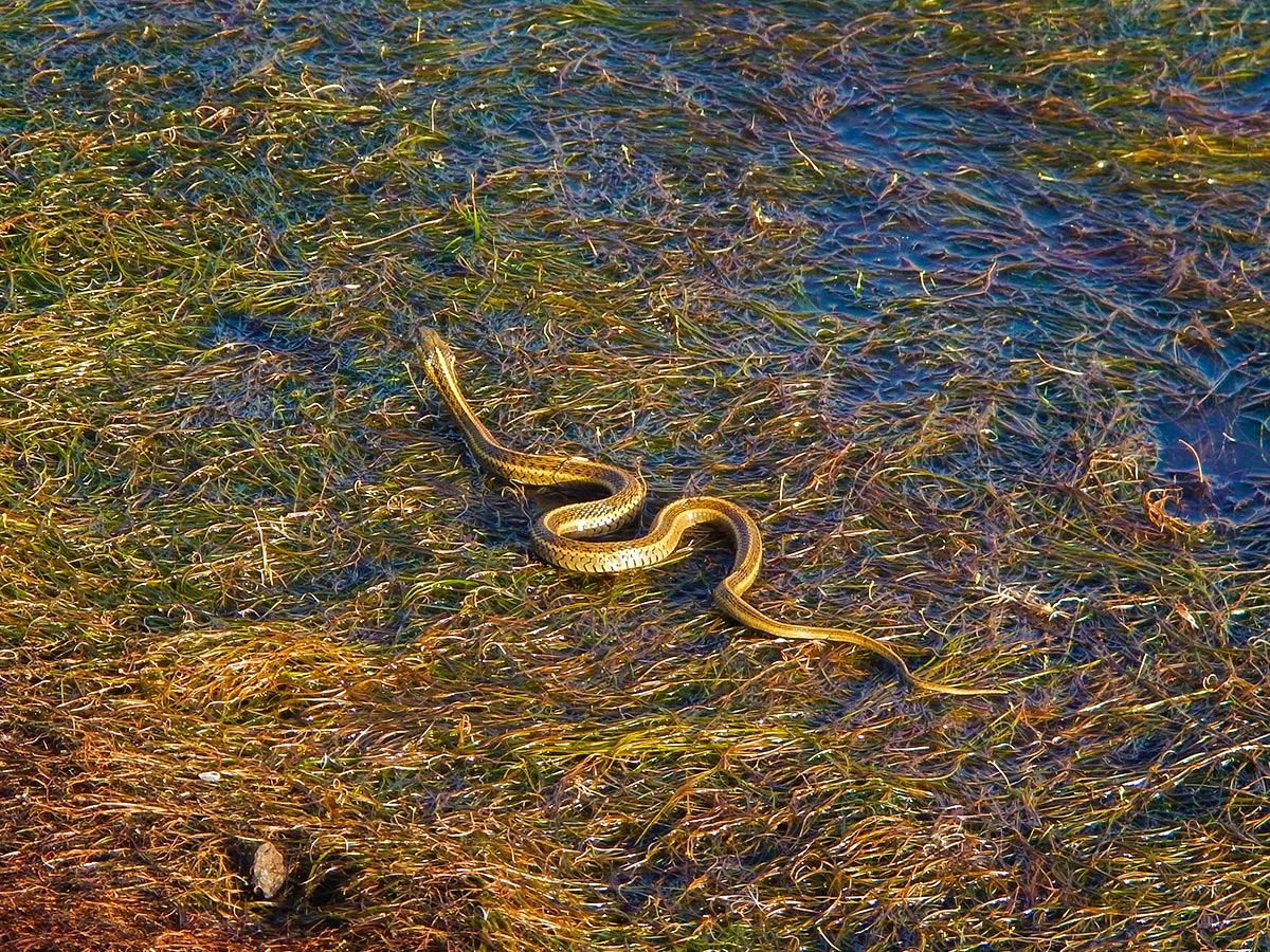 Garter snake on Abbotts Lagoon hike in North Bay of San Francisco, California