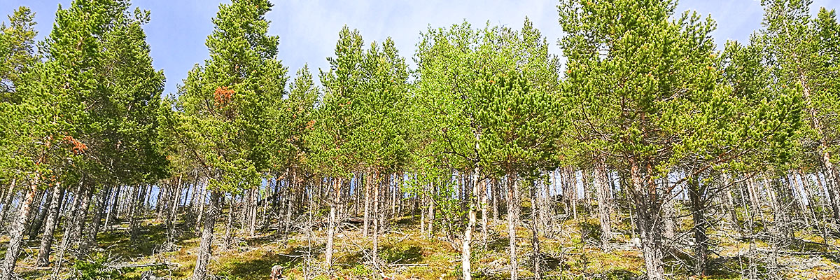 The unique nature in Vålådalen on Blanktjärnsrundan hike in Åre, Sweden