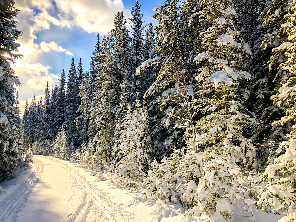Heavy snow on Cascade Valley XC ski trail in Lake Louise, Banff National Park