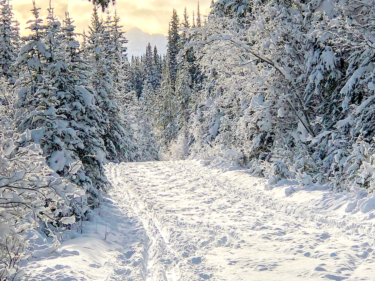Path through the woods on Cascade Valley XC ski trail in Lake Louise, Banff National Park
