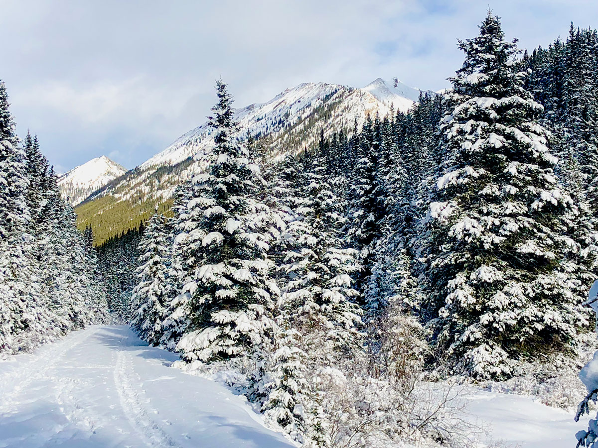 Beautiful view on Cascade Valley XC ski trail in Lake Louise, Banff National Park