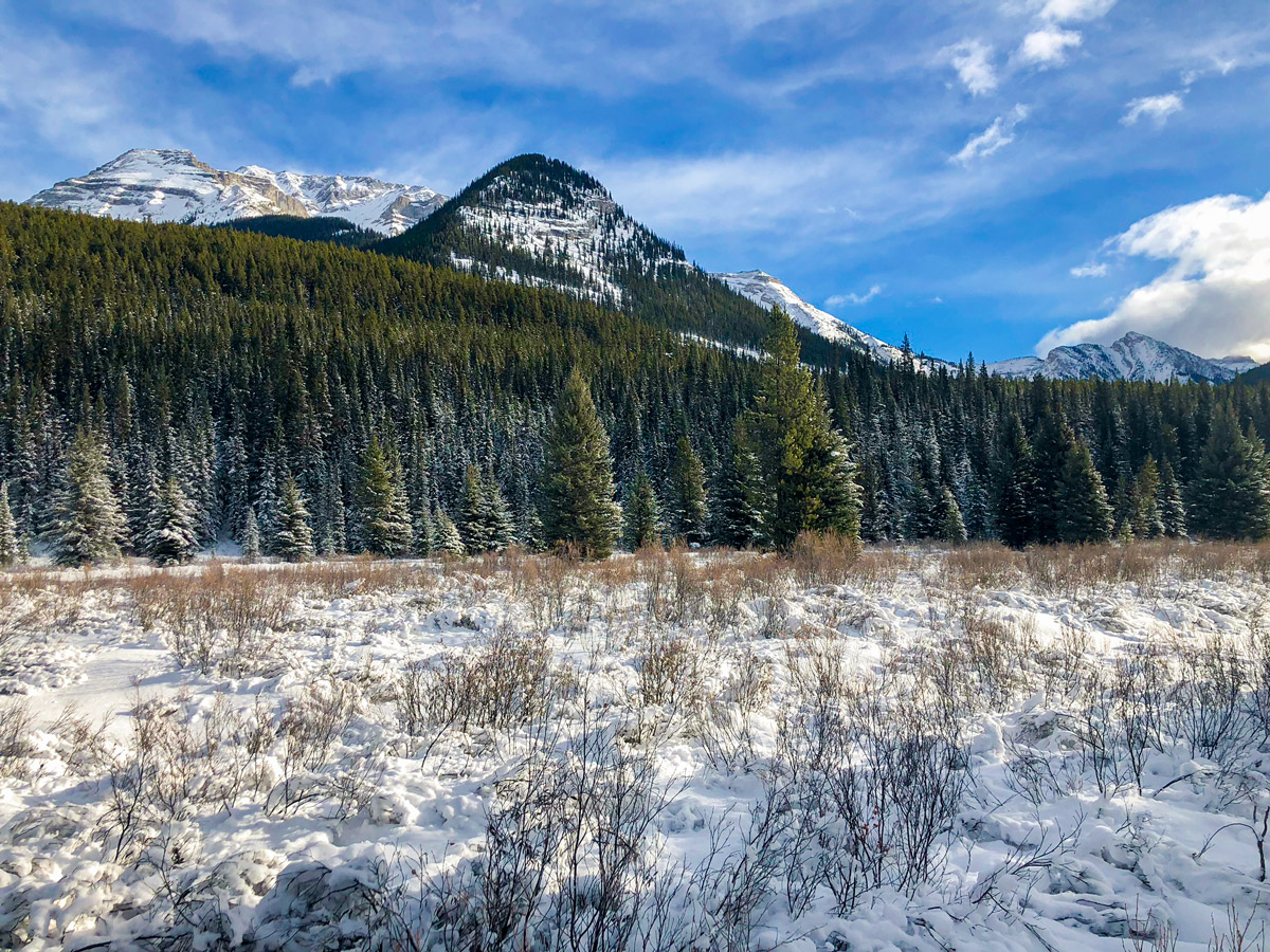 Clearing on Cascade Valley XC ski trail in Lake Louise, Banff National Park