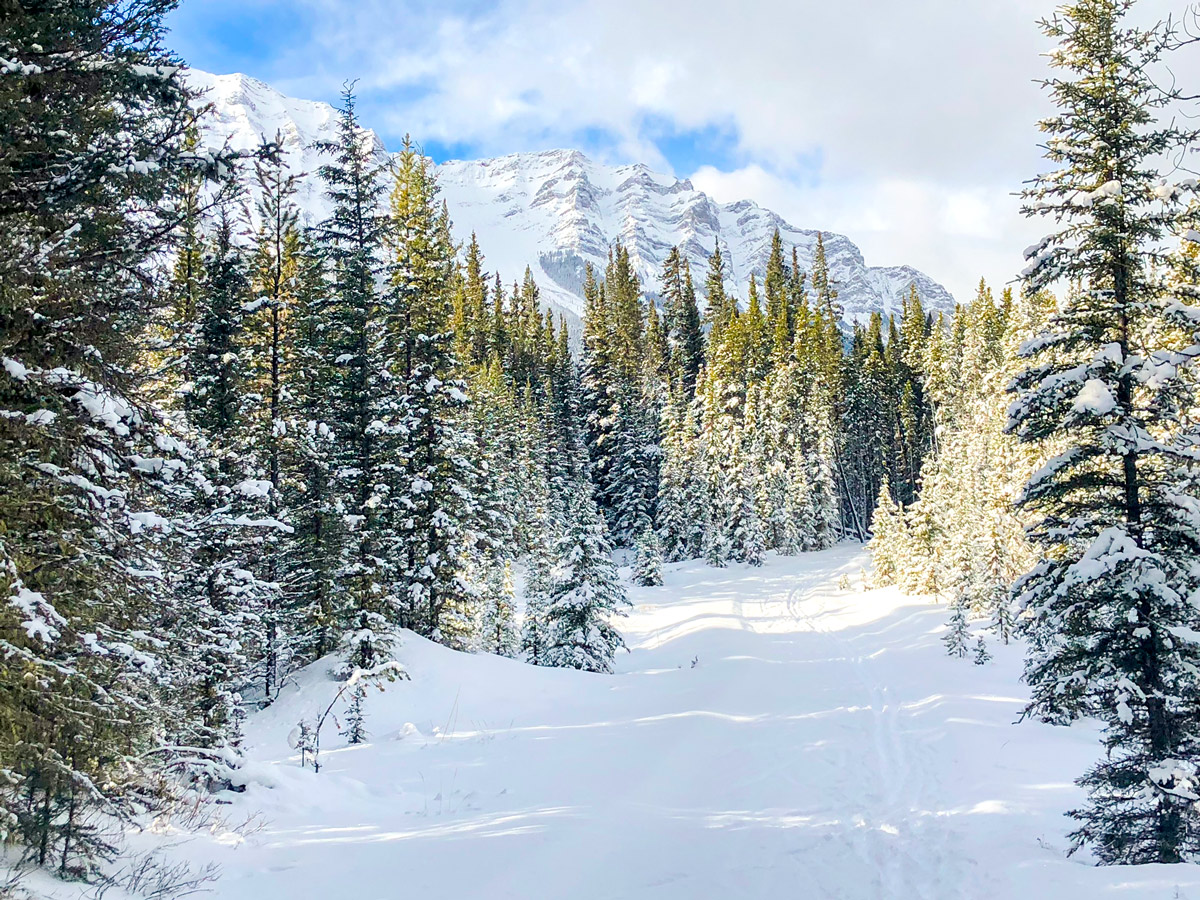 Snowy peaks on Cascade Valley XC ski trail in Lake Louise, Banff National Park