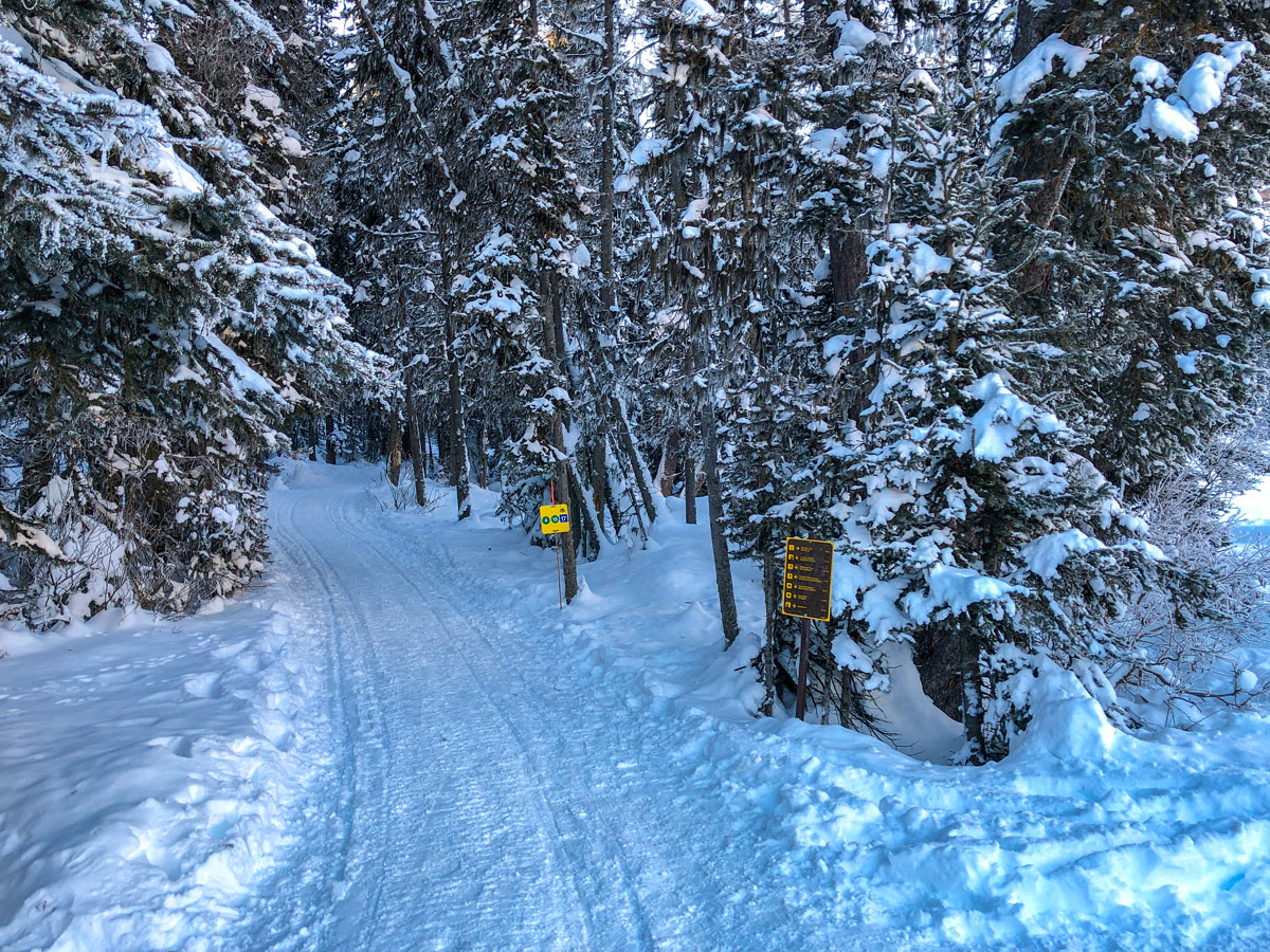Start of Fairview Loop XC ski trail in Lake Louise, Banff National Park