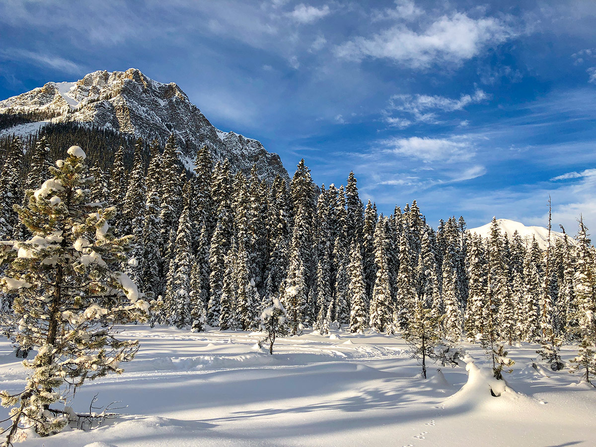 Scenery on Fairview Loop XC ski trail in Lake Louise, Banff National Park