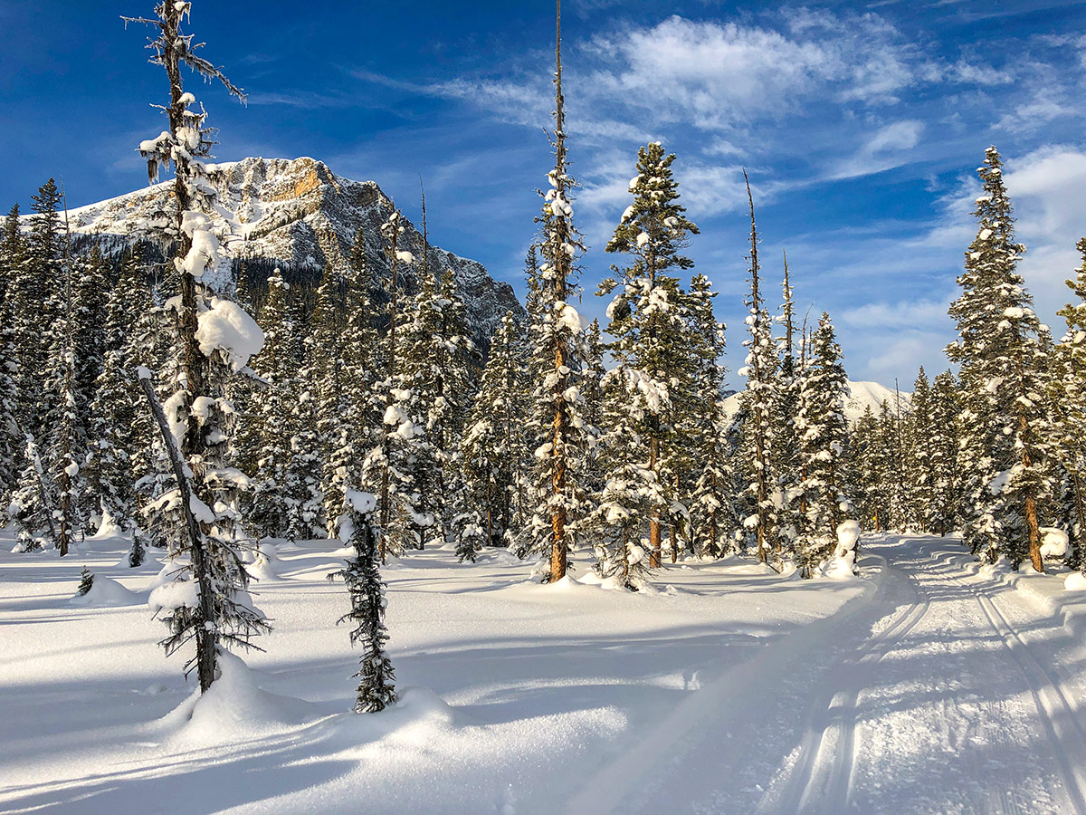Great conditions on Fairview Loop XC ski trail in Lake Louise, Banff National Park