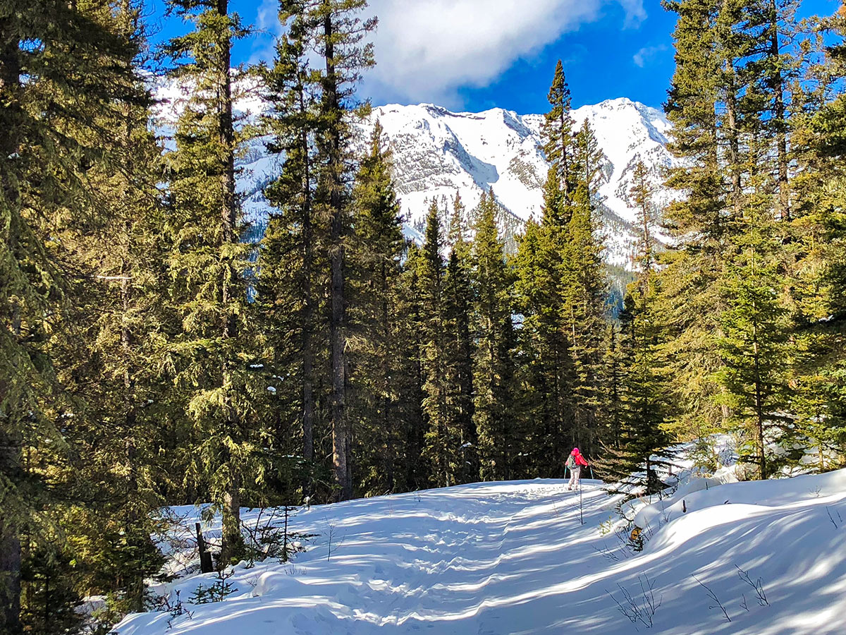 Skiing through the trees on Goat Creek to Banff Springs XC ski trail in Banff National Park