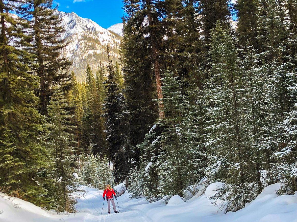 Skiing through the forest on Goat Creek to Banff Springs XC ski trail in Banff National Park
