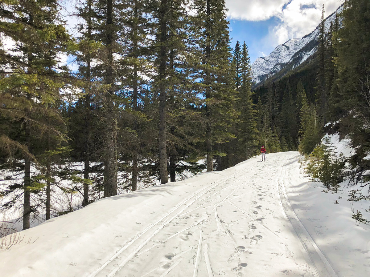Trail along Spray River on Goat Creek to Banff Springs XC ski trail in Banff National Park