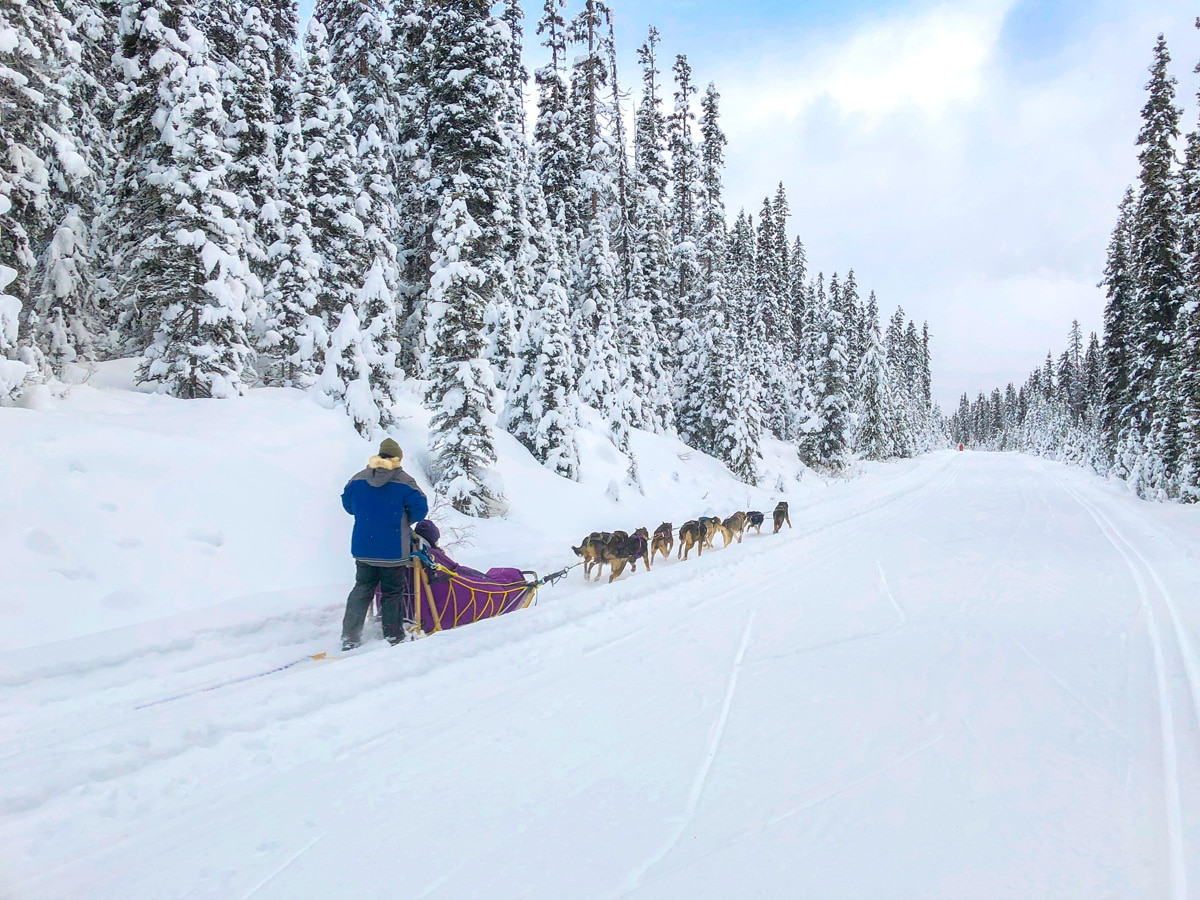 Dog Sleds on Great Divide 1A XC ski trail in Lake Louise, Banff National Park