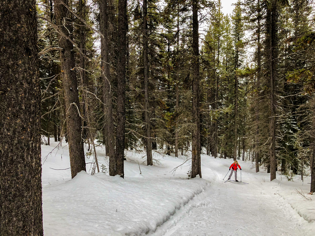 Great scenery on Pipestone Loop XC ski trail in Lake Louise, Banff National Park