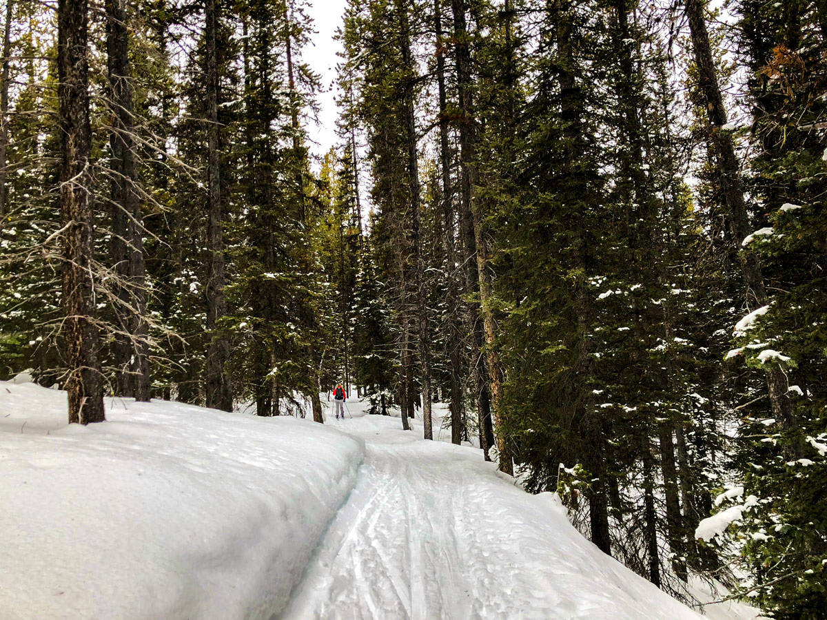 Trail of Pipestone Loop XC ski trail in Lake Louise, Banff National Park