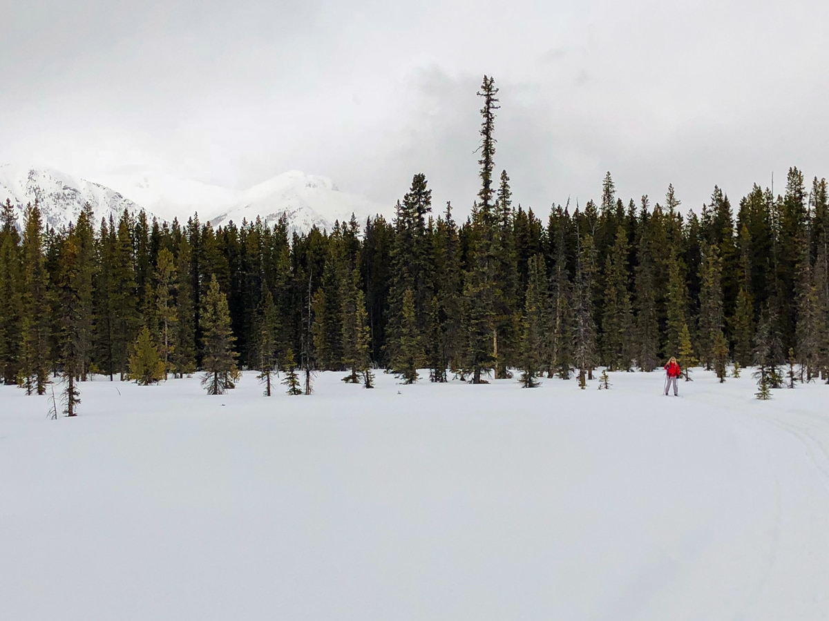 Snowy path of Pipestone Loop XC ski trail in Lake Louise, Banff National Park